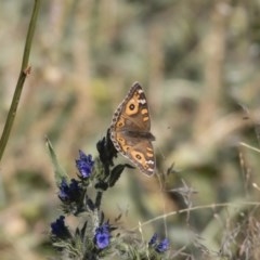 Junonia villida (Meadow Argus) at Michelago, NSW - 24 Apr 2020 by Illilanga