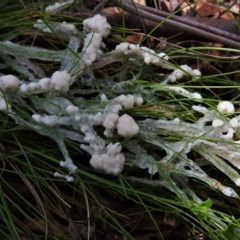 Myxomycete - past plasmodial stage at Uriarra, NSW - 15 Oct 2020 by JohnBundock