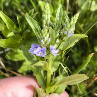 Veronica anagallis-aquatica (Blue Water Speedwell) at Michelago, NSW - 8 Oct 2020 by Illilanga