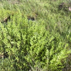 Veronica anagallis-aquatica at Illilanga & Baroona - 8 Oct 2020