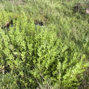 Veronica anagallis-aquatica at Illilanga & Baroona - 8 Oct 2020