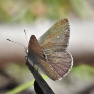 Erina hyacinthina at Uriarra, NSW - 15 Oct 2020