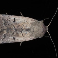 Proteuxoa hypochalchis (Black-bar Noctuid) at Lilli Pilli, NSW - 7 Oct 2020 by jb2602