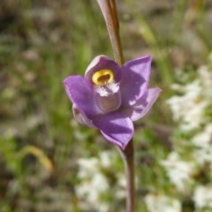 Thelymitra pauciflora (Slender Sun Orchid) at Yass River, NSW - 14 Oct 2020 by SenexRugosus