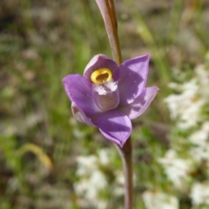 Thelymitra pauciflora at Yass River, NSW - suppressed