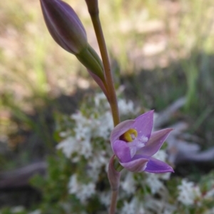 Thelymitra pauciflora at Yass River, NSW - suppressed