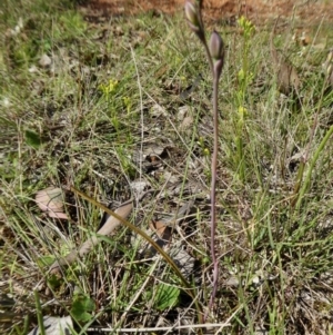 Thelymitra pauciflora at Yass River, NSW - 15 Oct 2020