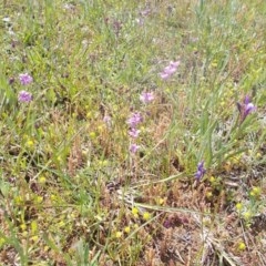 Arthropodium (genus) (A Lily) at Kowen, ACT - 15 Oct 2020 by jamesjonklaas