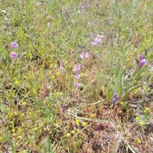 Arthropodium sp. at Kowen, ACT - 15 Oct 2020