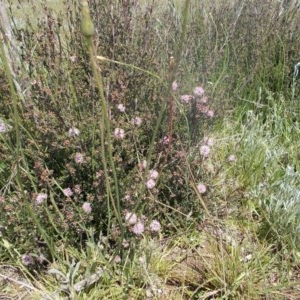 Kunzea parvifolia at Kowen, ACT - 15 Oct 2020