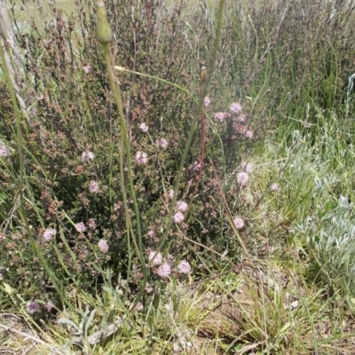 Kunzea parvifolia (Violet Kunzea) at Kowen, ACT - 15 Oct 2020 by jamesjonklaas