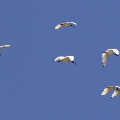 Threskiornis molucca (Australian White Ibis) at Illilanga & Baroona - 10 Oct 2020 by Illilanga