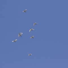 Threskiornis molucca at Michelago, NSW - 10 Oct 2020