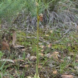 Oligochaetochilus hamatus at Acton, ACT - 15 Oct 2020