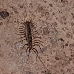Scutigeridae (family) (A scutigerid centipede) at Callum Brae - 15 Oct 2020 by Mike