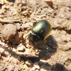 Chrysolina quadrigemina (Greater St Johns Wort beetle) at Yass River, NSW - 14 Oct 2020 by SenexRugosus