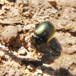 Chrysolina quadrigemina at Yass River, NSW - 15 Oct 2020