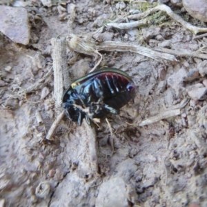 Chrysolina quadrigemina at Yass River, NSW - 15 Oct 2020