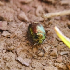 Chrysolina quadrigemina at Yass River, NSW - 15 Oct 2020