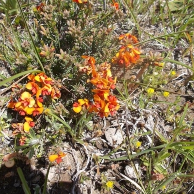 Dillwynia sericea (Egg And Bacon Peas) at Kowen, ACT - 15 Oct 2020 by jamesjonklaas