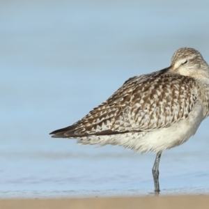 Limosa lapponica at Mogareeka, NSW - 15 Oct 2020