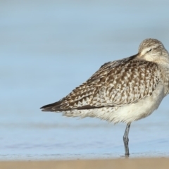 Limosa lapponica (Bar-tailed Godwit) at Mogareeka, NSW - 14 Oct 2020 by Leo