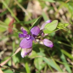 Polygala japonica (Dwarf Milkwort) at Mongarlowe, NSW - 13 Oct 2020 by LisaH