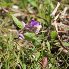 Polygala japonica at Mongarlowe, NSW - 13 Oct 2020