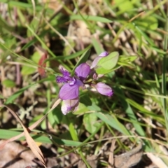 Polygala japonica at Mongarlowe, NSW - 13 Oct 2020