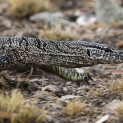 Varanus rosenbergi (Heath or Rosenberg's Monitor) at Michelago, NSW - 16 Jan 2020 by Illilanga