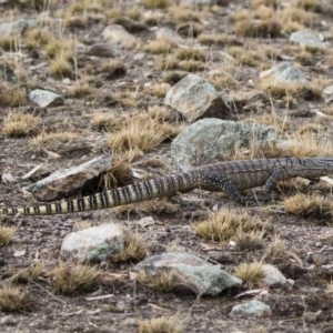 Varanus rosenbergi at Michelago, NSW - 16 Jan 2020