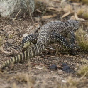 Varanus rosenbergi at Michelago, NSW - 16 Jan 2020