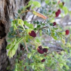 Bossiaea buxifolia (Matted Bossiaea) at Yass River, NSW - 15 Oct 2020 by SenexRugosus