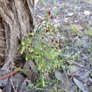 Bossiaea buxifolia at Yass River, NSW - 15 Oct 2020
