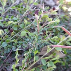 Bossiaea buxifolia at Yass River, NSW - 15 Oct 2020