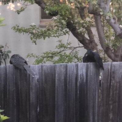 Eudynamys orientalis (Pacific Koel) at Red Hill, ACT - 15 Oct 2020 by Illilanga