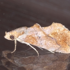 Plusiodonta arctipennis (Hooked Elegant) at Lilli Pilli, NSW - 7 Oct 2020 by jb2602