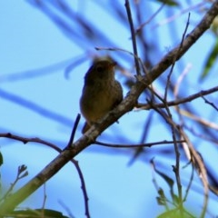 Acanthiza pusilla (Brown Thornbill) at Mongarlowe, NSW - 13 Oct 2020 by LisaH