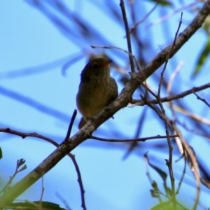 Acanthiza pusilla at Mongarlowe, NSW - 13 Oct 2020