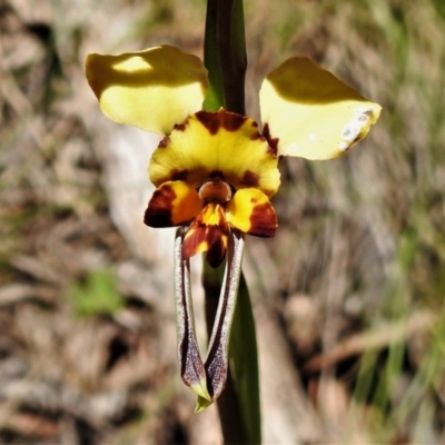 Diuris semilunulata (Late Leopard Orchid) at Cotter River, ACT - 15 Oct 2020 by JohnBundock