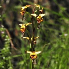 Diuris semilunulata at Cotter River, ACT - suppressed