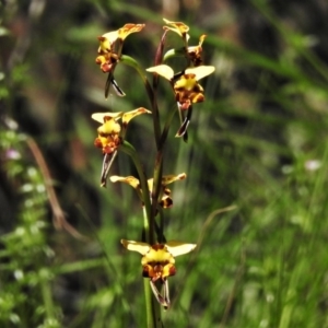 Diuris semilunulata at Cotter River, ACT - suppressed