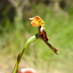 Diuris semilunulata at Cotter River, ACT - suppressed