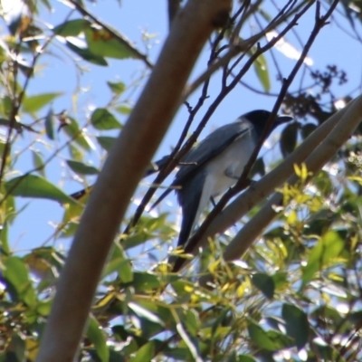 Coracina novaehollandiae (Black-faced Cuckooshrike) at Mongarlowe River - 13 Oct 2020 by LisaH