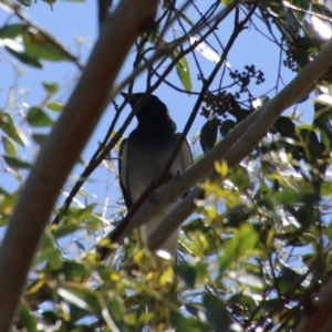 Coracina novaehollandiae at Mongarlowe, NSW - suppressed