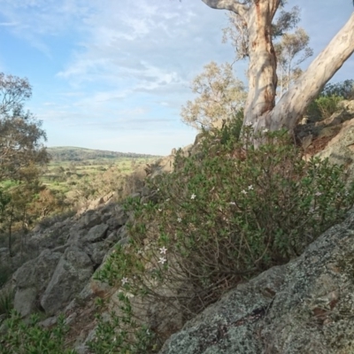 Philotheca myoporoides subsp. brevipedunculata (Suggan Buggan Wax Flower) at Tralee, NSW - 15 Oct 2020 by dan.clark