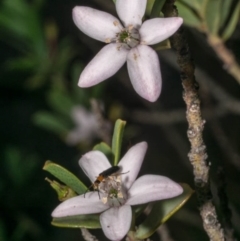 Philotheca myoporoides subsp. brevipedunculata at suppressed - 15 Oct 2020