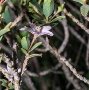 Philotheca myoporoides subsp. brevipedunculata at Tralee, NSW - suppressed