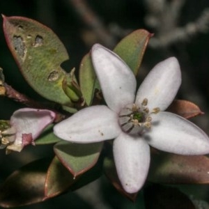 Philotheca myoporoides subsp. brevipedunculata at Tralee, NSW - suppressed