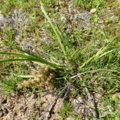 Lomandra multiflora (Many-flowered Matrush) at Yass River, NSW - 14 Oct 2020 by SenexRugosus